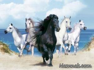 اسب سیاه واقعی و جذاب + تصاویر