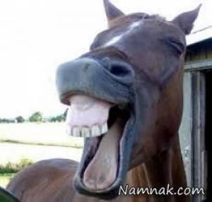 عکس های خنده دار اسب سیبیل قشنگ