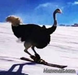 اسکی حرفه ای شتر مرغ ها!! + فیلم