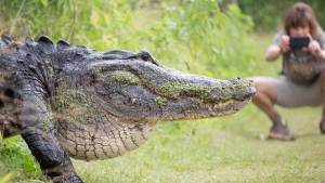 بزرگترین تمساح زنده جهان در فلوریدا + فیلم