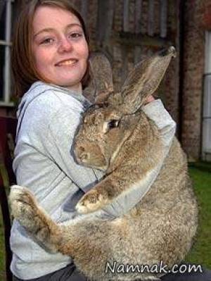 بزرگترین خرگوش دنیا کشته شد + عکس