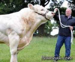 بزرگترین گاو دنیا با ۲ تن وزن + تصاویر
