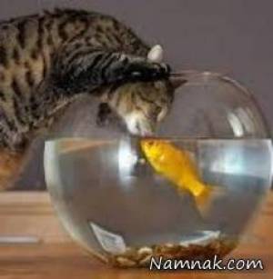 تلاش جالب بچه گربه برای بوسیدن ماهی ها + فیلم