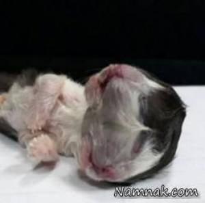 تولد بچه گربه ای با ۲ صورت ترسناک + تصاویر
