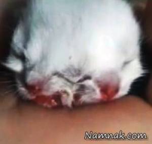تولد بچه گربه عجیب دو سر با ۳ چشم + تصاویر