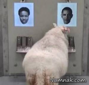 تست هوش جالب گوسفندان با عکس اوباما !! + عکس