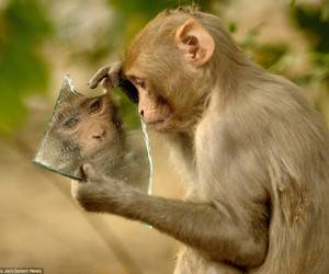 واکنش جالب میمون به تصویر خودش در آینه + تصاویر
