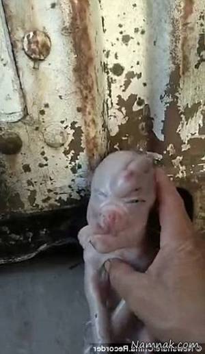 تولد خوکی جهش یافته با چشمانی شبیه به انسان