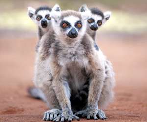 حرکت خنده دار میمون های ماداگاسکار در صحرا! + تصویر