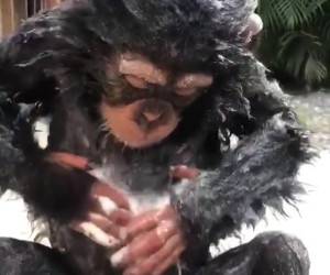 لحظه جالب حمام کردن میمون بازیگوش در باغ وحش + فیلم