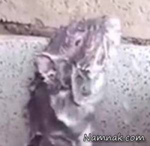 تماشا کنید حمام کردن جالب یک موش را + ویدئو