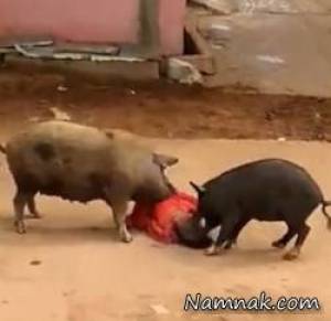 حمله وحشیانه خوک ها به یک پیرزن + تصاویر
