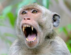 نجات کودک خردسال از دست میمون وحشی! + فیلم