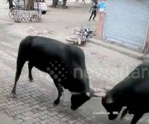 حمله گاوهای وحشی به مرد موتورسوار! + فیلم