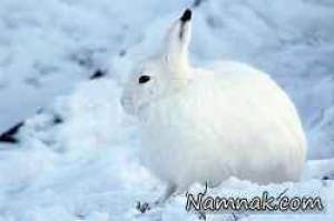 خرگوش قطبی در شمال آمریکا + تصاویر