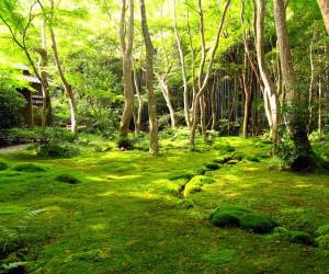 درآمد هنگفت مرد ژاپنی از فروش خزه های جنگل!