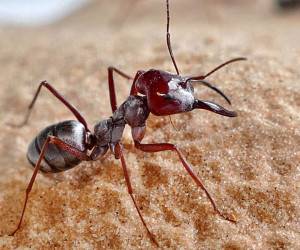 مورچه ها چی میخورن؟