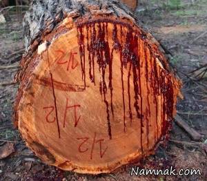 ماجرای درختی که خونریزی می کند چیست؟ + تصاویر