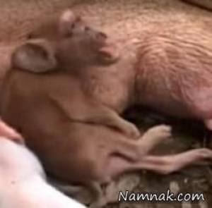 تولد بچه خوک با بدن میمون !! + تصاویر