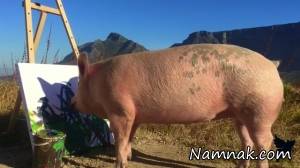 کشف خوک با گوشت آبی رنگ! + تصاویر