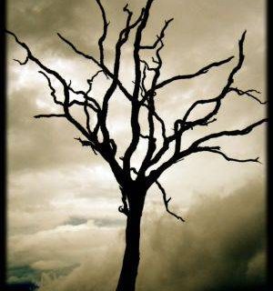 روح جهنمی درون درخت آتشین +عکس