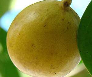 مانچینیل خطرناک ترین درخت جهان با میوه ای مرگبار و سمی