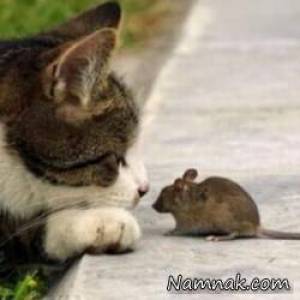 دعوای دیدنی موش و گربه وسط خیابان + فیلم