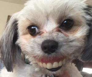 ماجرای سگ بازیگوش و دندان مصنوعی انسان در دهانش! + عکس