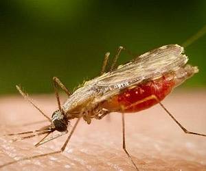 روز جهانی مالاریا و حقایق تلخش