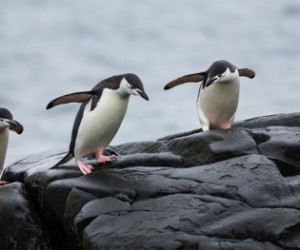 روز جهانی پنگوئن های پر رمز و راز