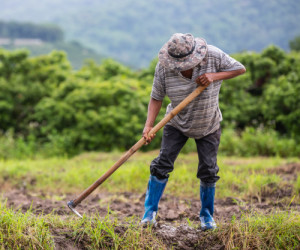 تاریخ و پیام تبریک روز جهانی کارگران مزرعه