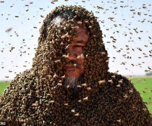 ۱۰۰ کیلو زنبور زنده روی بدن مرد گینسی ! + تصاویر