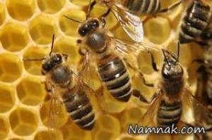 زنبورهای عسلی که از اشک چشم تغذیه می کنند!