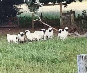 زیباترین گوسفندان جهان در نیوزیلند + تصاویر