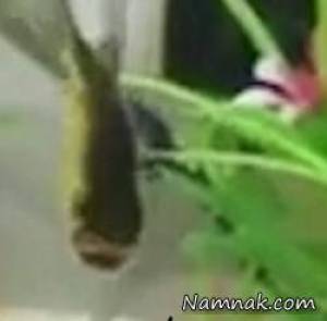 زامبی ماهی! ماهی که سرش خورده شد و زنده ماند + ویدئو