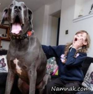 سنگین وزن ترین سگ با ۲ متر قد + تصاویر