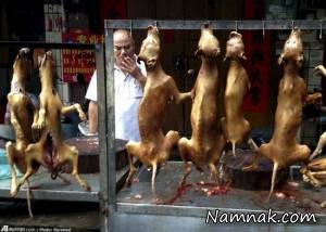 توقف جشنواره سگ خوری در چین با ۱۱ میلیون امضاء + تصاویر