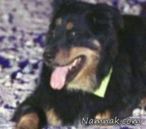 سگ نابینا مرد را از زیر سنگ ۴۰۰ کیلویی نجات داد + عکس