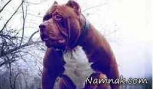 سگ پیت بول غول پیکر با ۸۰ کیلو وزن + تصاویر