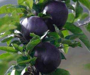 سیاه ترین میوه دنیا رو تا حالا دیدین ؟ + عکس