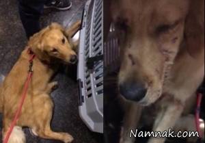 شکنجه دردناک یک سگ + عکس