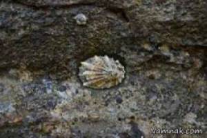 دندان صدف کوهی محکم ترین ماده جهان + عکس