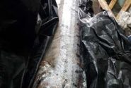 صید ماهی عجیب و غریب ۵ متری با ۱۵۰ کیلو وزن! + عکس