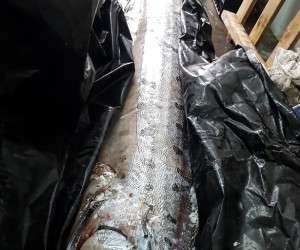صید ماهی عجیب و غریب ۵ متری با ۱۵۰ کیلو وزن! + عکس