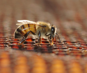 دنیا بدون زنبور عسل چگونه خواهد بود ؟