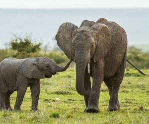 فیل مادری که نفس کشیدن کودکش را چک می کند! + فیلم