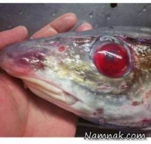 کشف ماهی زامبی واقعی با چشمان خونی !! + عکس