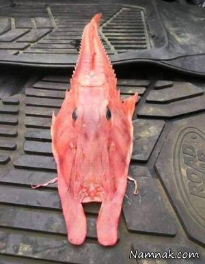 صید ماهی عجیب و غریب در سواحل استرالیا