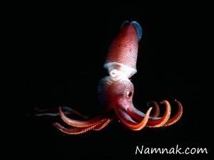 ماهی مرکب با چشمانی متفاوت + عکس