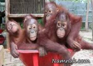 مدرسه میمون ها در اندونزی ! + تصاویر